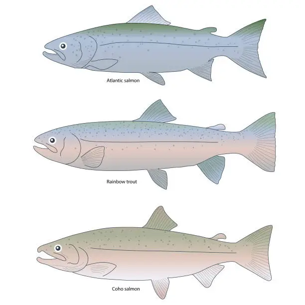 Vector illustration of 3 type of salmon