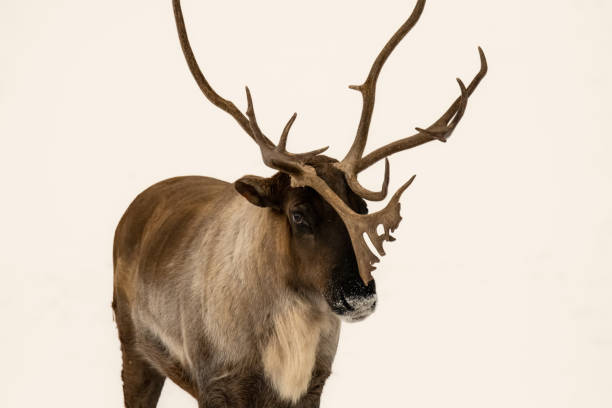istock Eye of a reindeer 1363693983
