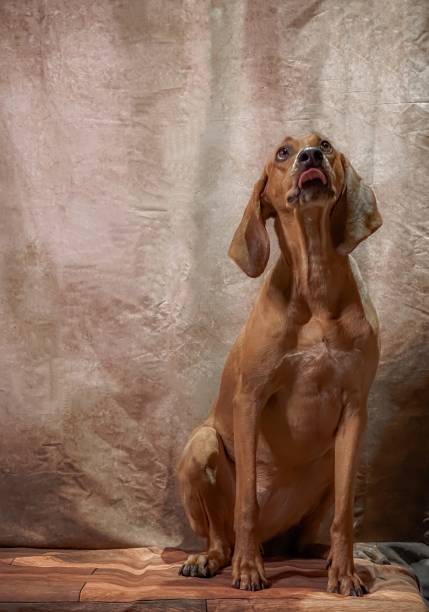 redbone coonhound studio - redbone coonhound foto e immagini stock