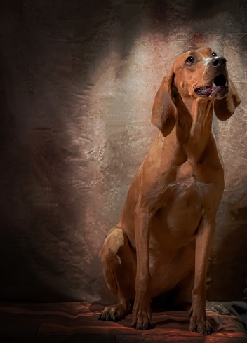 Redbone coonhound studio shots