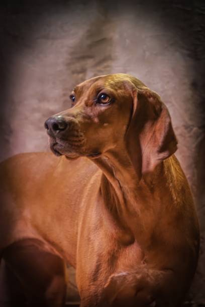 redbone coonhound studio - redbone coonhound foto e immagini stock