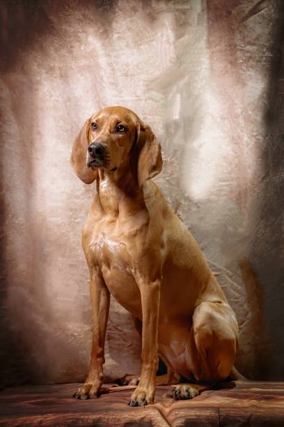 redbone coonhound studio - redbone coonhound foto e immagini stock