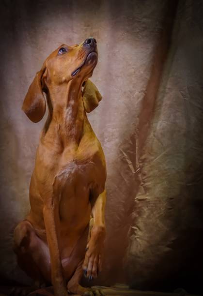redbone coonhound studio - redbone coonhound foto e immagini stock