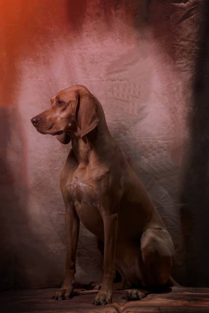 レッドボーン クーンハウンド スタジオ - redbone coonhound ストックフォトと画像