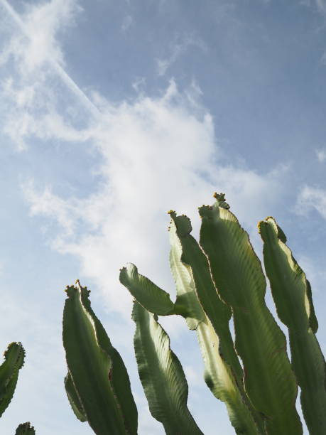 Cactus details close up in green and blue