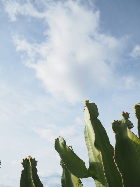 istock Cactus details close up in green and blue 1363695011