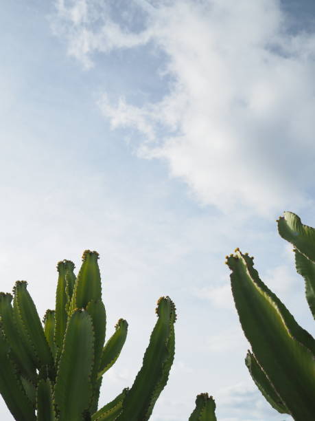 istock Cactus details close up in green and blue 1363695045
