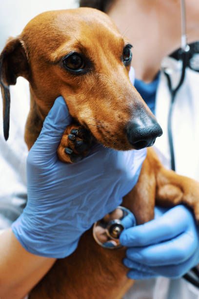istock Dog in veterinary clinic 1363695121