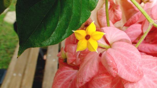 flower plant mussaenda pink - mussaenda alicia botany plantae family Rubiaceae plant flower mussaenda rose - mussaenda alicia mussaenda stock pictures, royalty-free photos & images