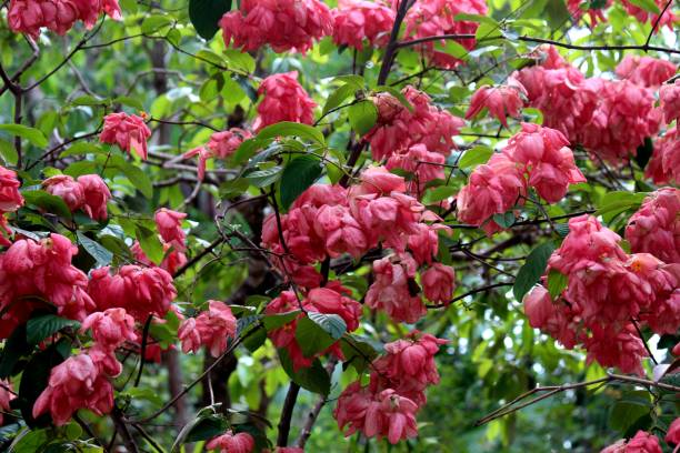 flower plant mussaenda pink - mussaenda alicia botany plantae family Rubiaceae plant flower mussaenda rose - mussaenda alicia mussaenda stock pictures, royalty-free photos & images