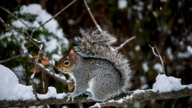 istock Gray squirrel sitting on tree  branch with snow in winter 1363696845