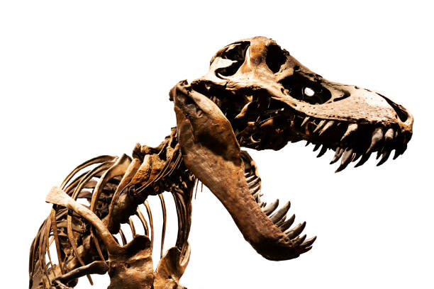 恐竜スケルトン白い背景分離 - 恐竜　骨 ストックフォトと画像