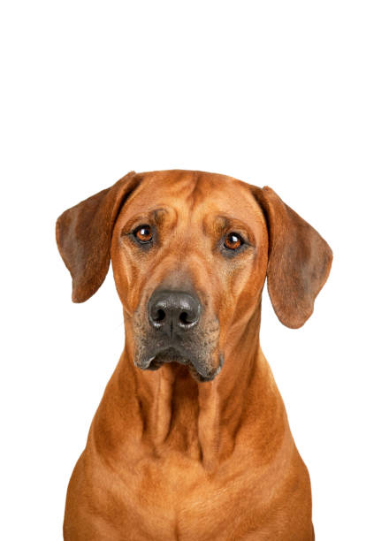 istock Rhodesian ridgeback dog portrait isolated on white background 1363697953
