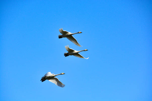 istock Three swans flying in the blue sky 1363698559