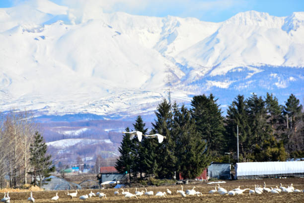 Swan taking off from the spring field with snowy mountains