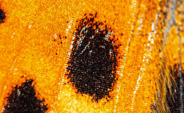 istock Scales on butterfly wing,, super macro, black spot on orange wing 1363700606