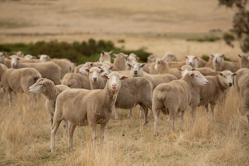 Sheep in a paddock, Tasmania, AustraliaView of herd of sheep in a paddock on a farm near Bothwell, Tasmania