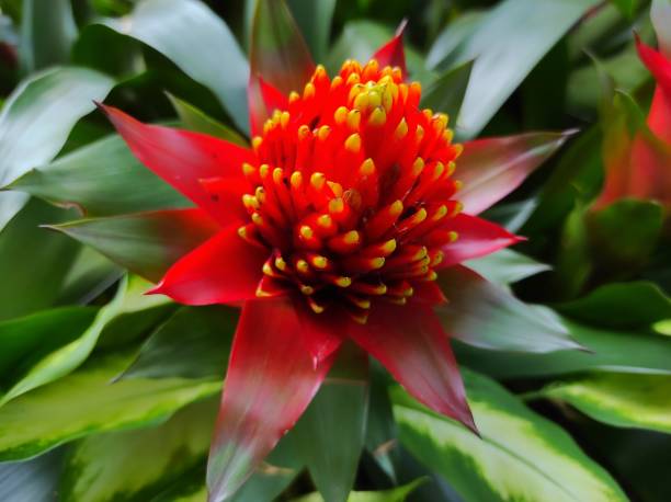 guzmania conifera fiore in fiore. - bromeliad foto e immagini stock