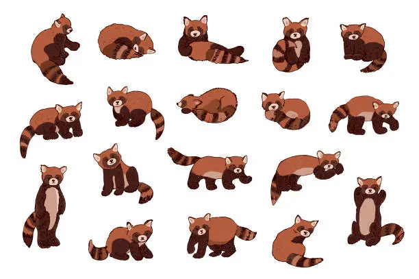 Vector illustration of Red Panda vector illustrations set