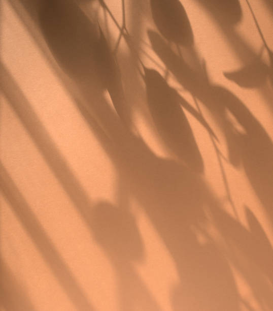 istock Natural leaves stem and window sunlight shadows overlay on brown texture abstract background. Product display, overlay, presentation, backdrop, or mockup concept. 1363708272