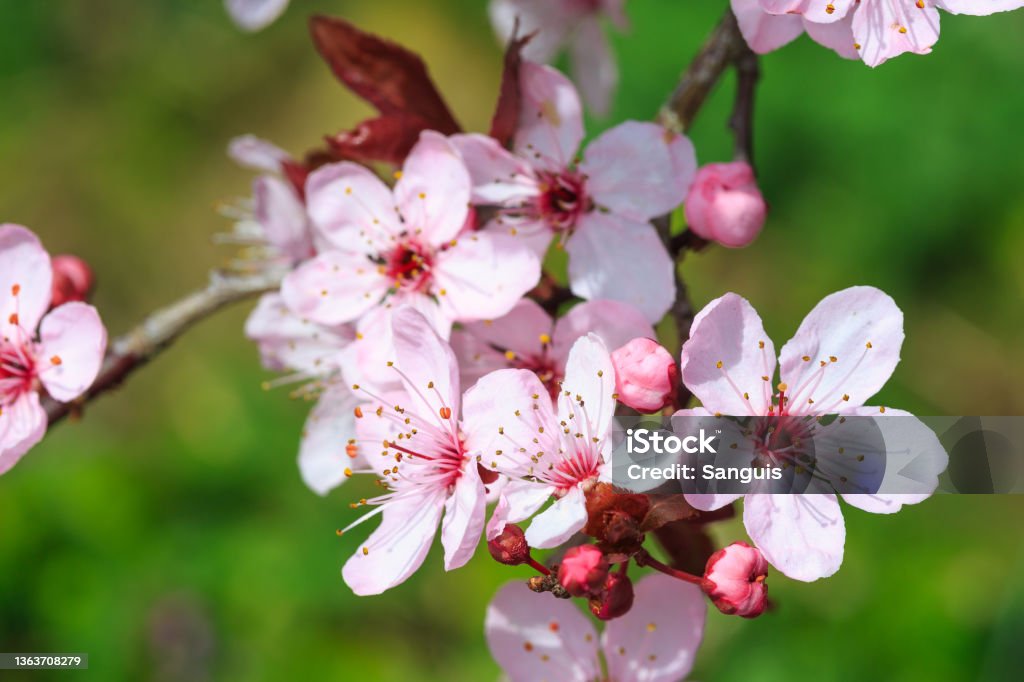 Kirschblüten Close-up of freshly blossomed cherry blossoms in spring Beauty Stock Photo