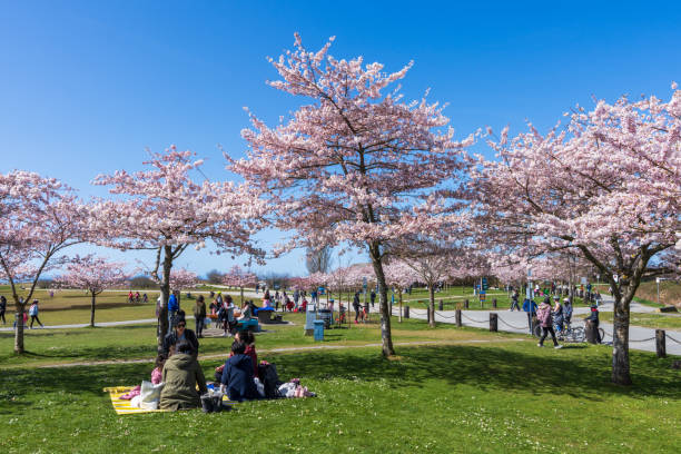 Garry Point Park cherry blossom flowers in springtime. Richmond, BC, Canada stock photo