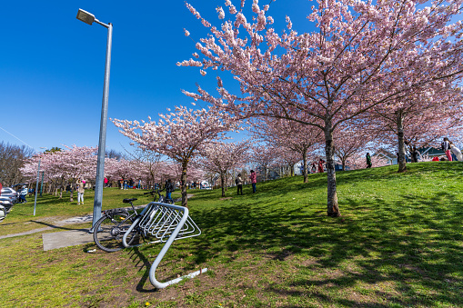 Richmond, BC, Canada - April 5 2021 : Garry Point Park in springtime. Cherry blossom flowers in full bloom.