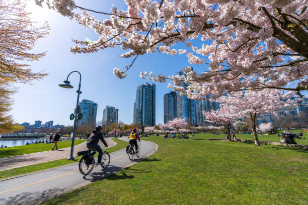 david lam park in springtime, cherry blossom flowers in full bloom. vancouver city, bc, canada. - vancouver skyline city urban scene imagens e fotografias de stock
