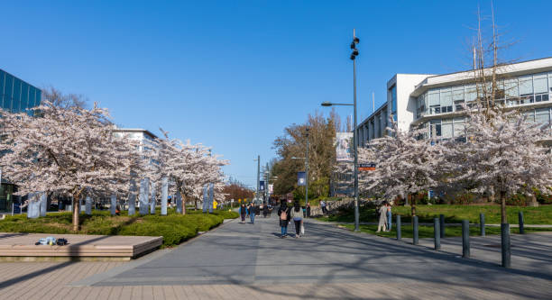 University of British Columbia (UBC) campus. Cherry blossom in full bloom. Vancouver, BC, Canada stock photo