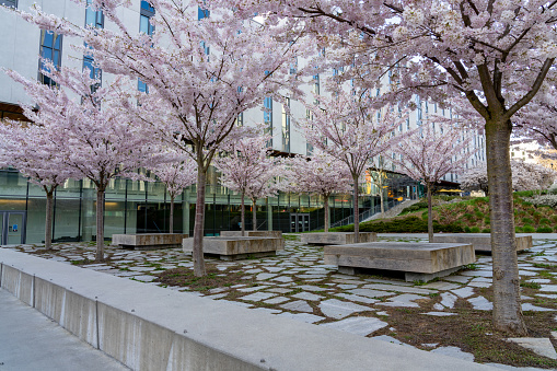 University of British Columbia (UBC) campus. Cherry blossom flowers in full bloom. Vancouver, BC, Canada.