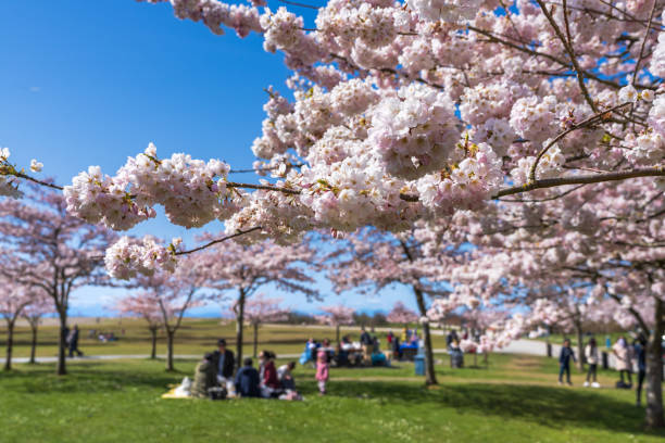 garry point park kirschblütenblüten im frühling. richmond, bc, kanada - parks canada stock-fotos und bilder