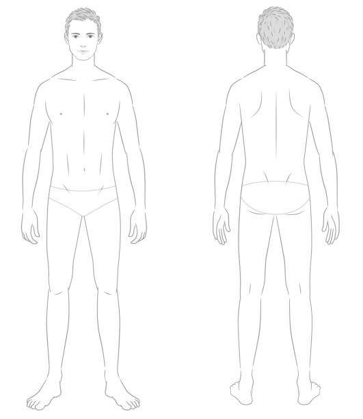 ilustrações, clipart, desenhos animados e ícones de corpo masculino, corpo dianteiro e traseiro inteiro, ilustração médica - back rear view men muscular build