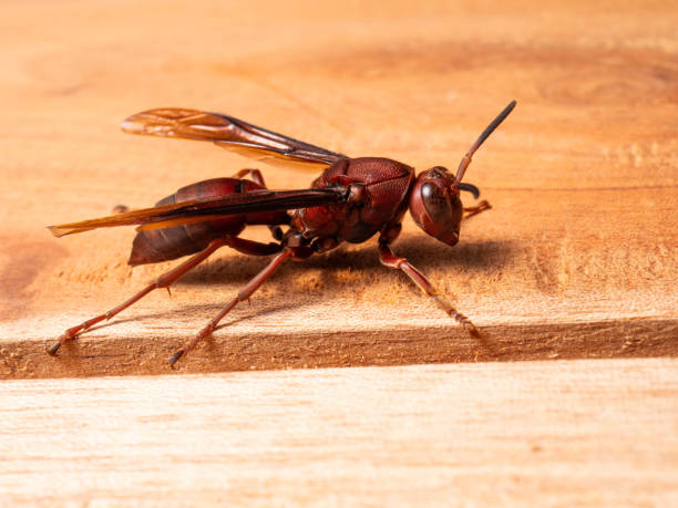 Picture of paper wasp Ropalidia fasciata on a wooden table Ropalidia fasciata, a common paper wasp, is a wide-ranging species that is distributed from India to the Lesser Sunda Islands, Palawan, and Ryukyu Islands, occupying the northern edge of Ropalidia's larger distribution. red wasp stock pictures, royalty-free photos & images
