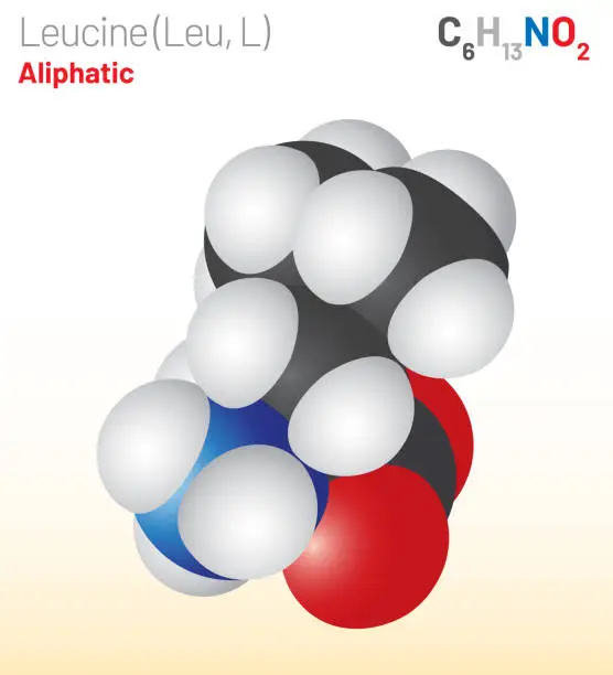 Vector illustration of Leucine (Leu, L) amino acid molecule. (Chemical formula C6H13NO2)