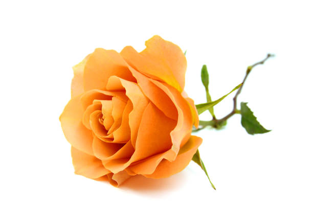 istock Bunch of rosy roses isolated on white 1363719667