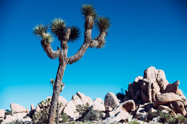 istock Joshua Tree in Joshua Tree National Park 1363719688