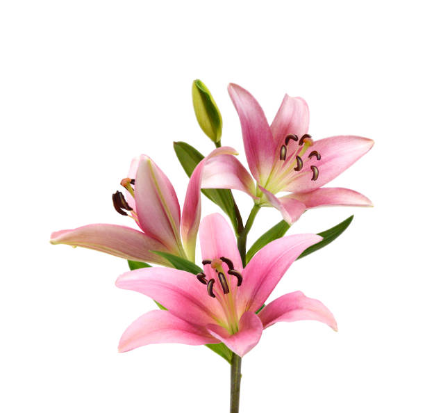 istock Pink lily flowers on a white background 1363720462