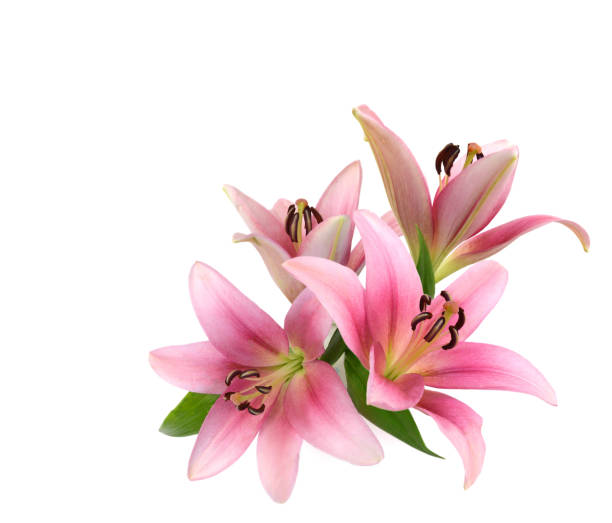 istock Pink lily flowers on a white background 1363720469