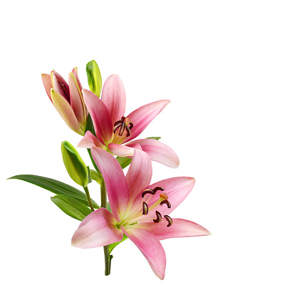 Pink lily flowers on a white background