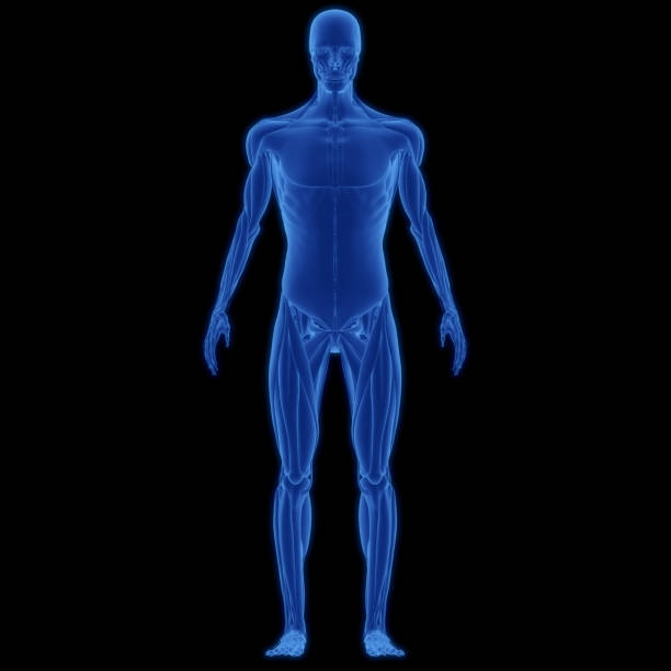 istock Human Body Muscular System Muscles Anatomy 1363720610