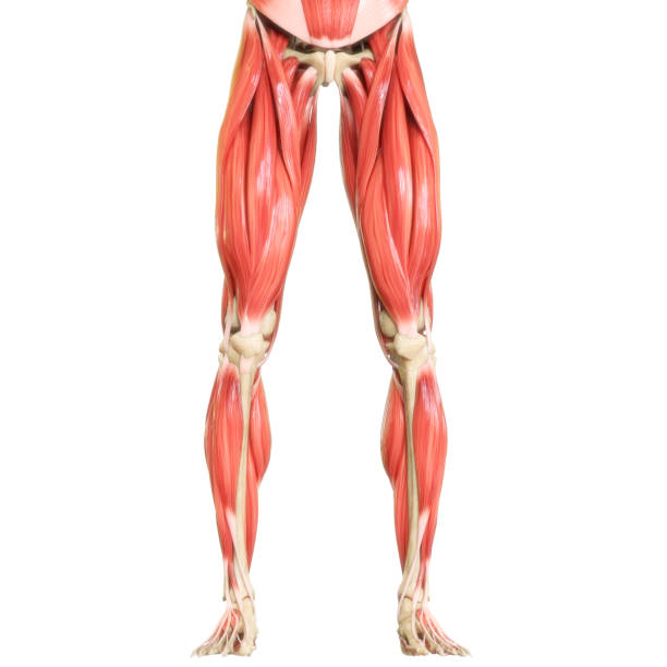 istock Human Body Muscular System Muscles Anatomy 1363720623