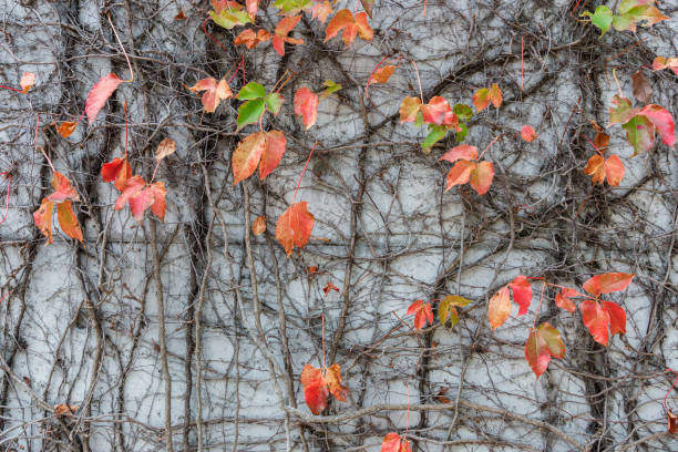 um belo fundo natural de planta creeper de folhas diversas, subindo videira crescendo na parede na temporada de outono - ivy vine creeper plant leaf - fotografias e filmes do acervo