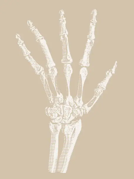 Vector illustration of Hand skeleton