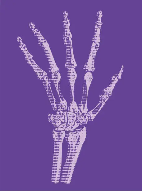 Vector illustration of Hand skeleton