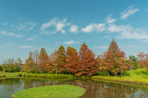 Larix laricina, commonly known as the tamarack, hackmatack, eastern, black, red or American larch in Hong Kong Wetland Park in autumn season