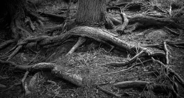 istock Abstract black and white photo of trees 1363722792