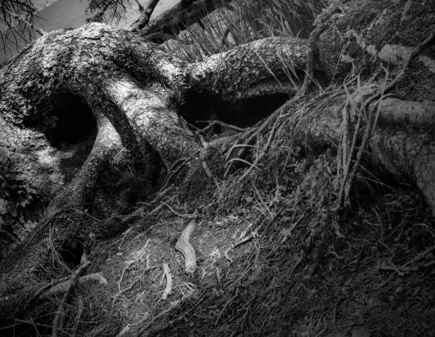 istock Abstract black and white photo of trees 1363722798