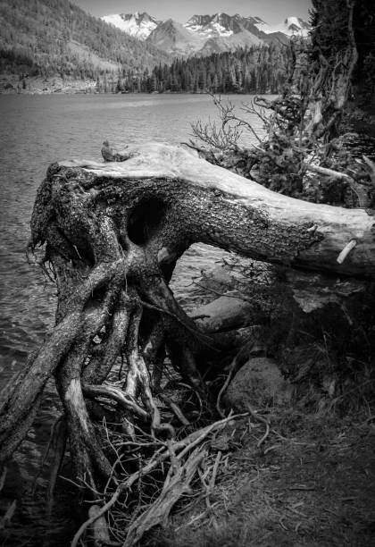 istock Abstract black and white photo of trees 1363723317