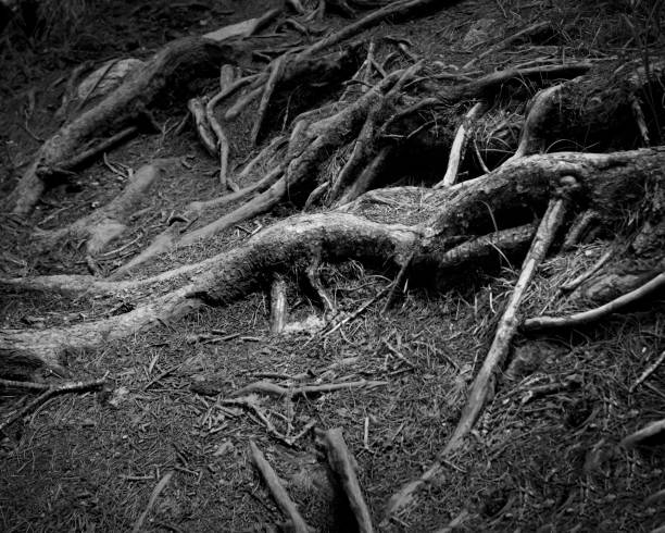 istock Abstract black and white photo of trees 1363723376