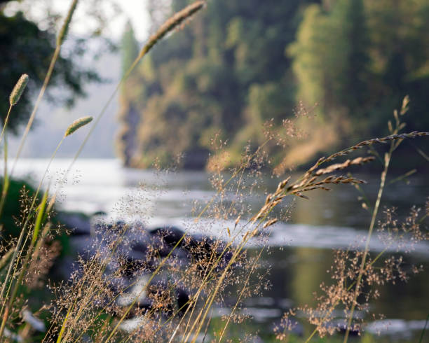 The landscape with wild grass on foreground and river on the background colored